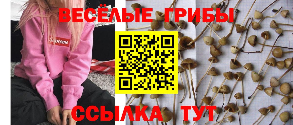 Галлюциногенные грибы Psilocybe  Вход с VPN  Черногорск 